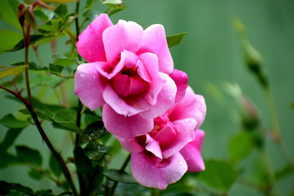 Flora Flower Nature