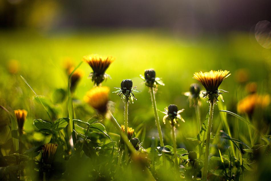 Grass Nature Plant