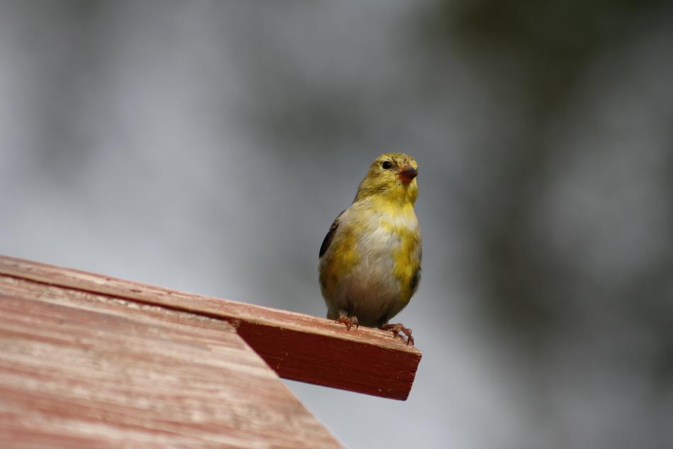 Nature Outdoors Bird Female Gold