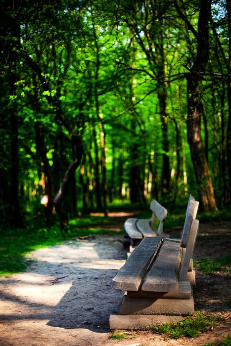 Nature Park Forest
