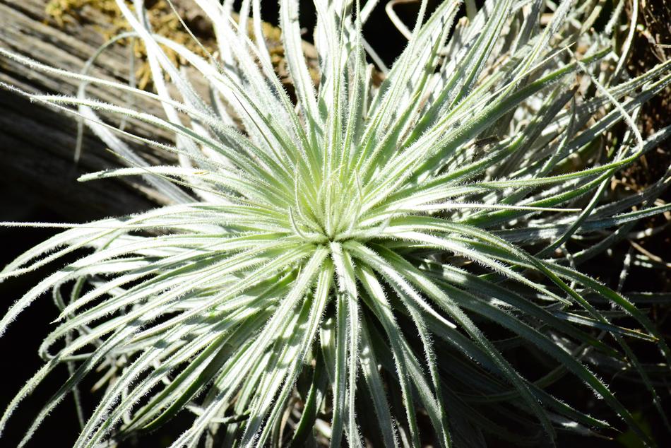 Air Plant South America