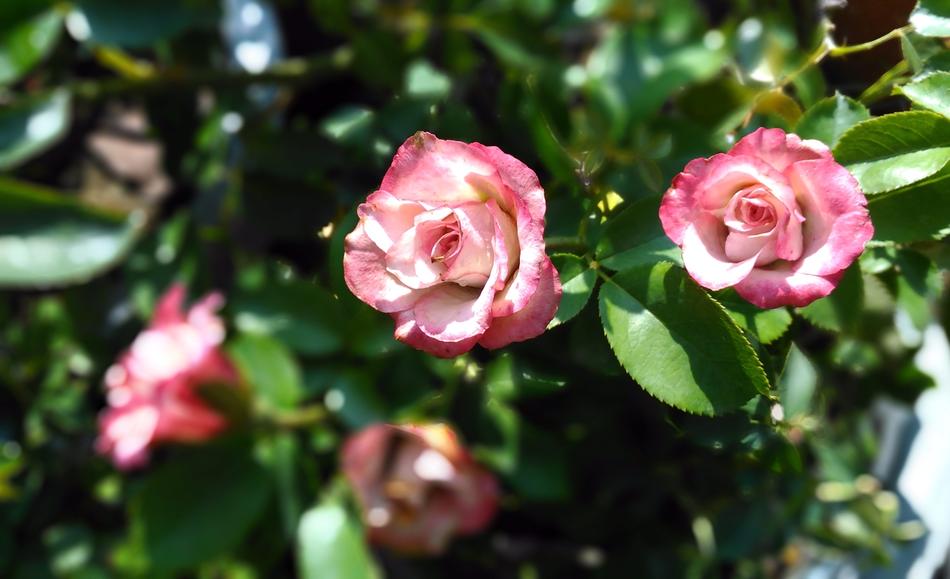 Nature Flower Plant