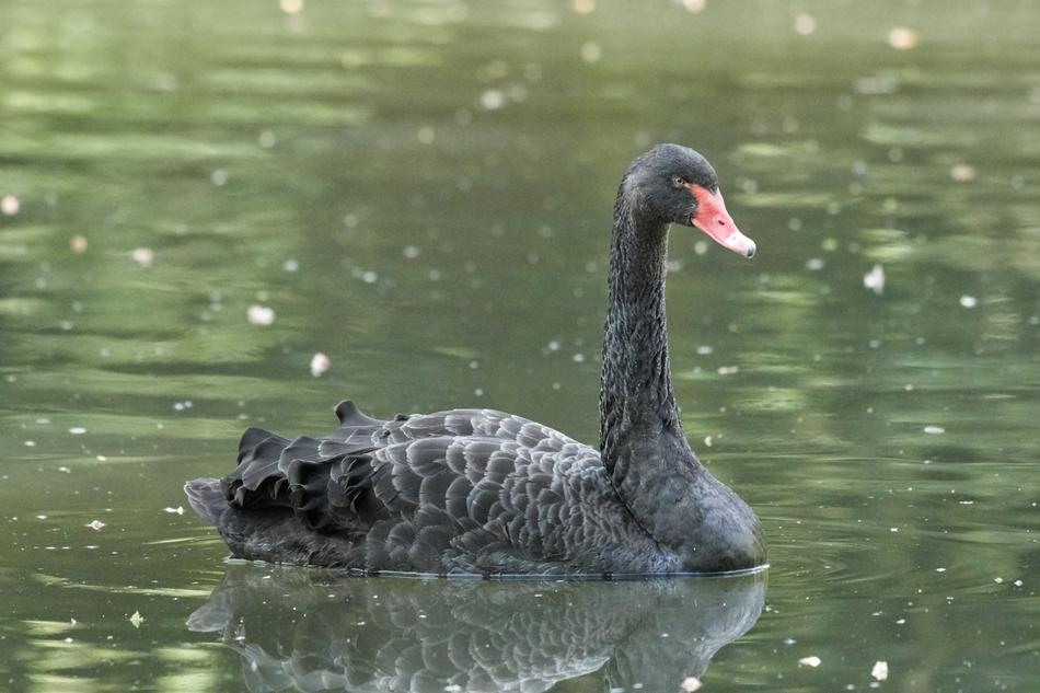 Swan Black Puddle