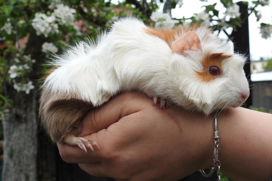 a furry hamster in the hands of a human