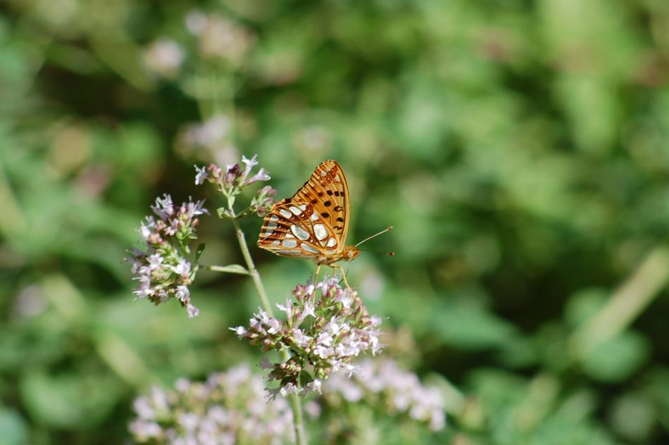 Butterfly Flowers Summer