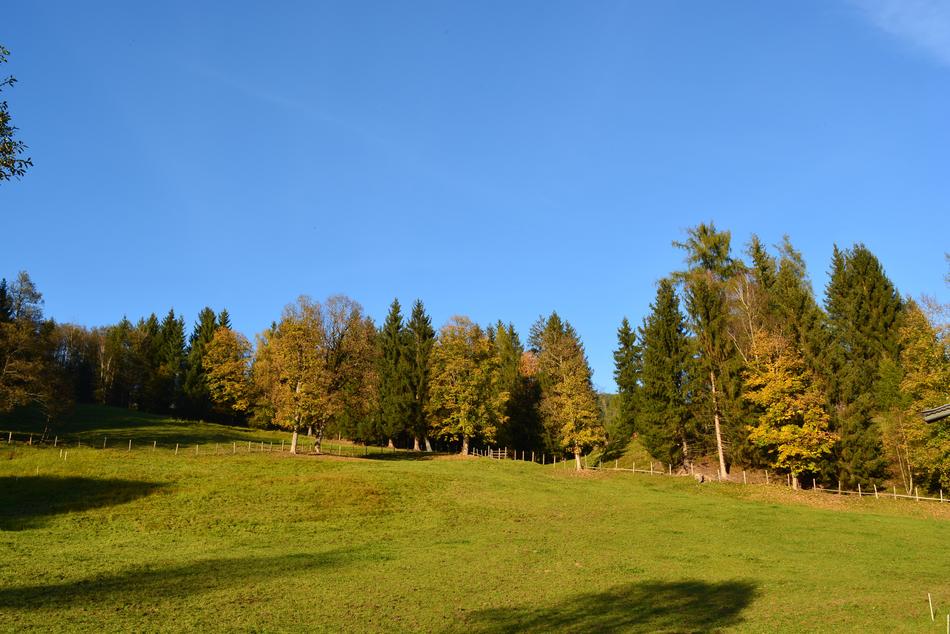 Tree Nature Grass