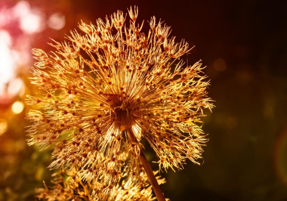 Blossom Bloom Withered Onion