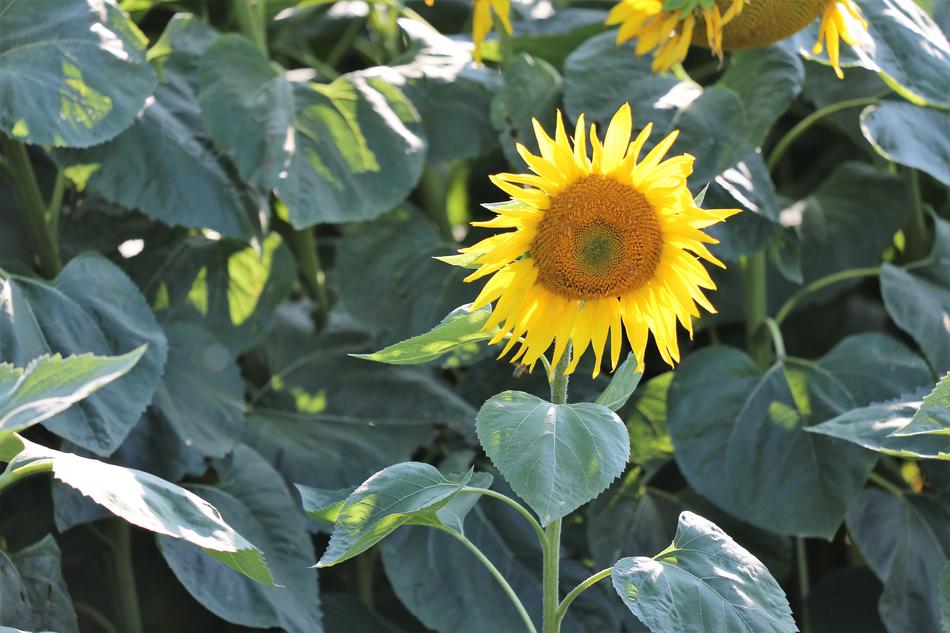 sunflower in a green field