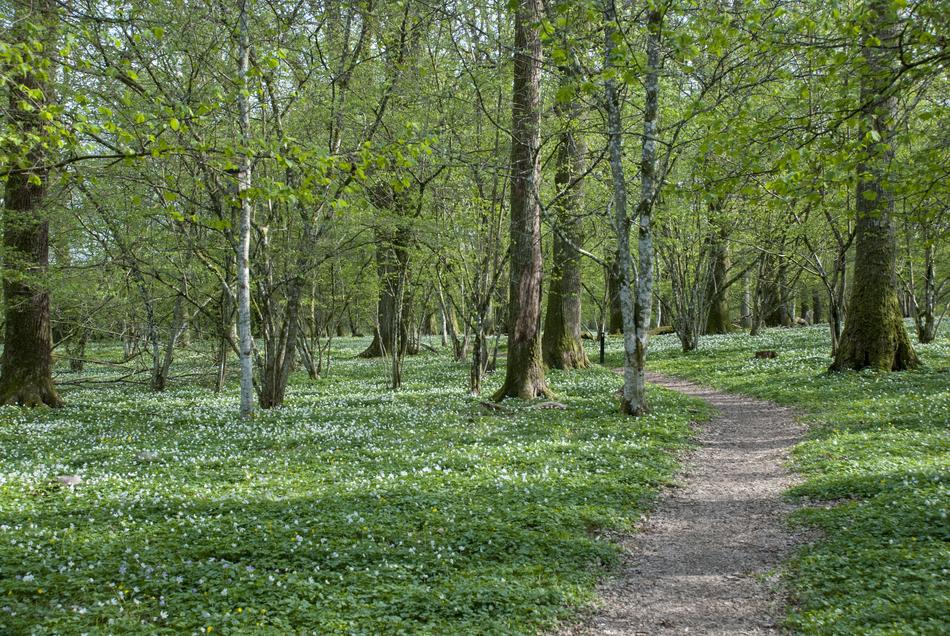 Nature Wood Tree