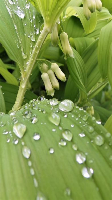 Leaf Plants Non