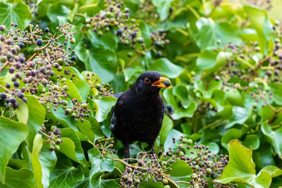 Nature Bird Tree