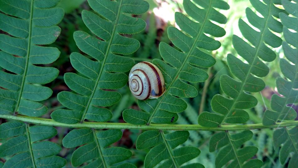 Snail Fern Nature