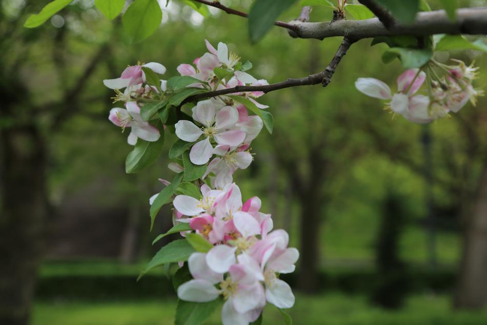 Flower Tree Nature