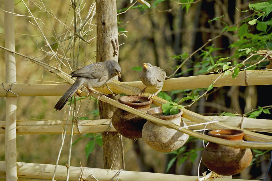 Nature Wood Bird