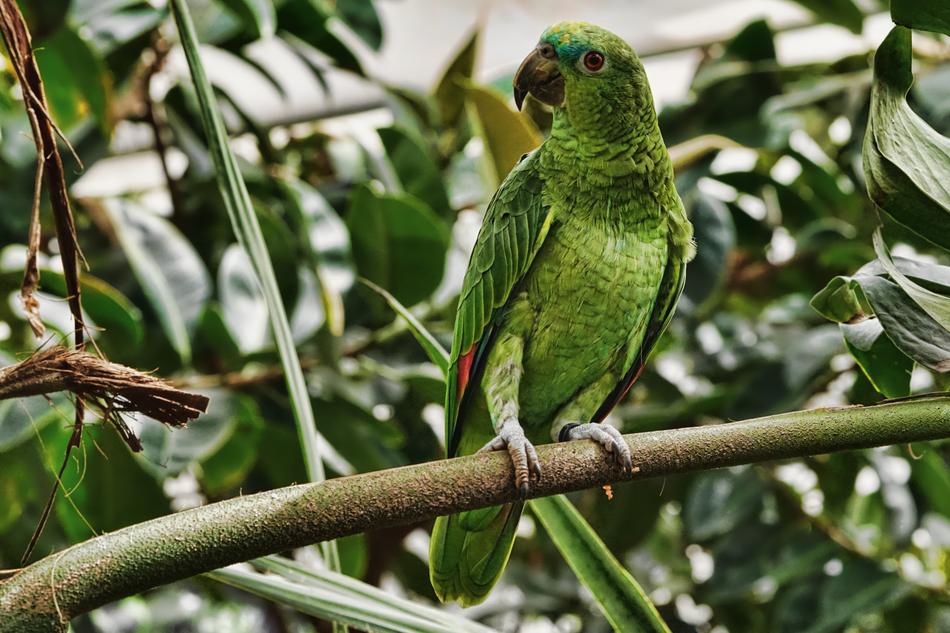 Nature Bird Parrot Animal