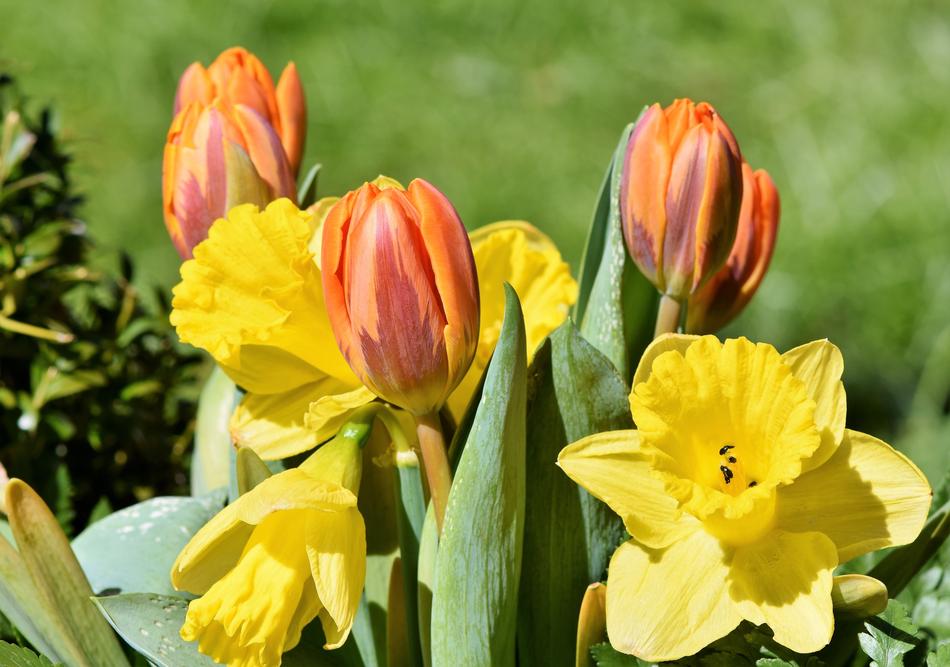 yellow buds in green leaves landscape