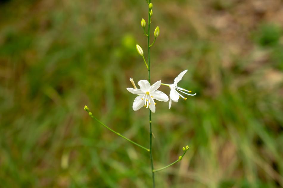 little flowers on a stem in a field