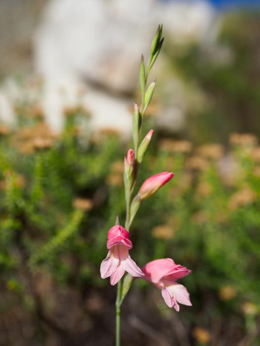 Cape Fynbos Flowers Pink