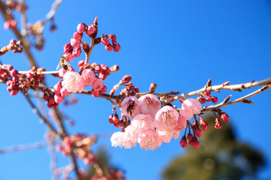 flower branch in spring