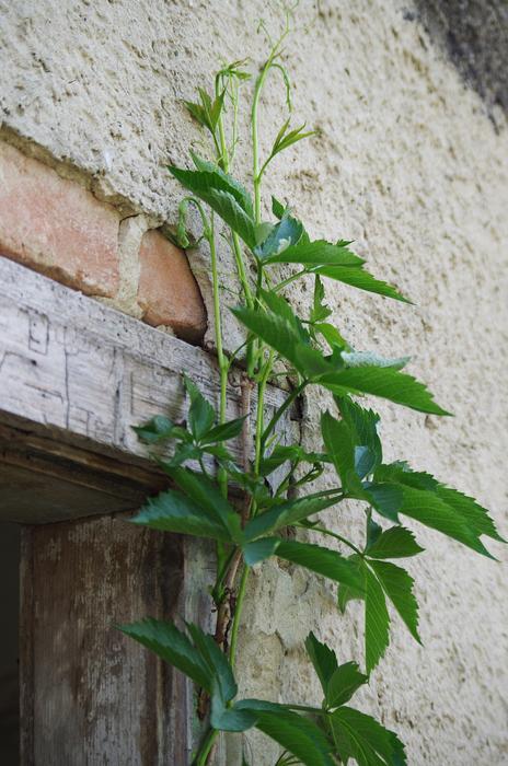 Plant Old