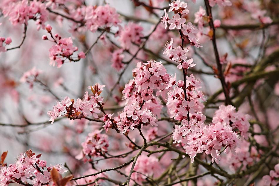 Almond Tree Mandelbaeumchen