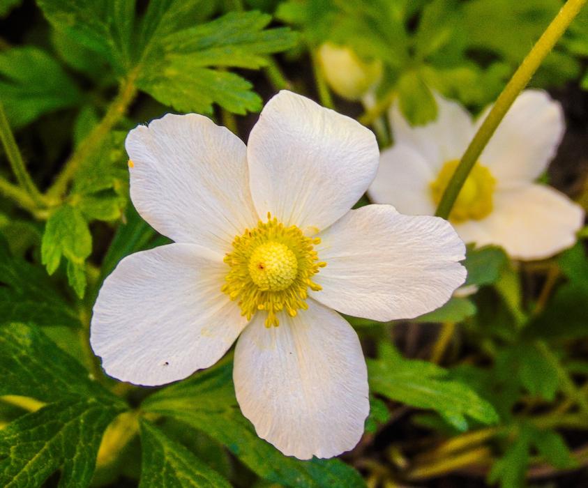Nature Flower Plant