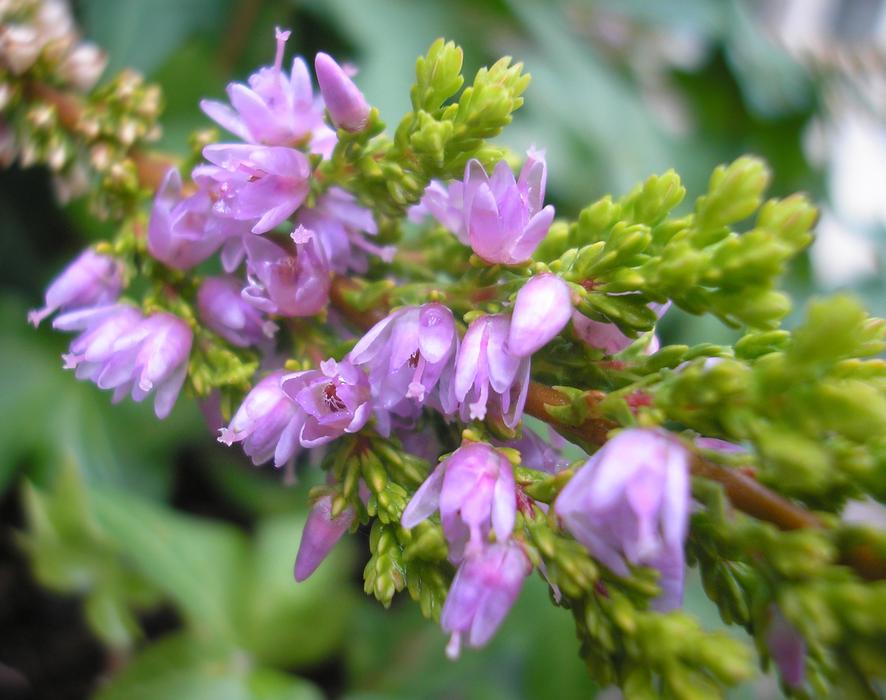 Nature Plant Garden