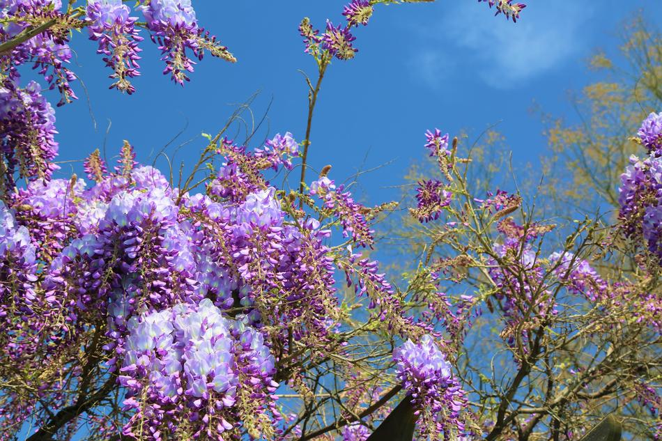 Flower Plant Nature