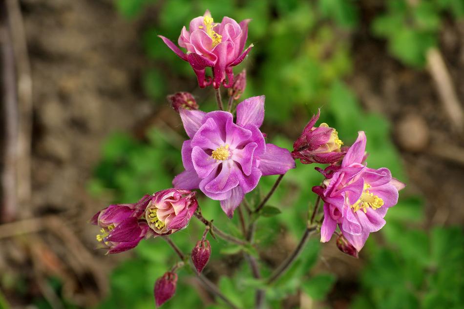 Orlik Flower Of Spring