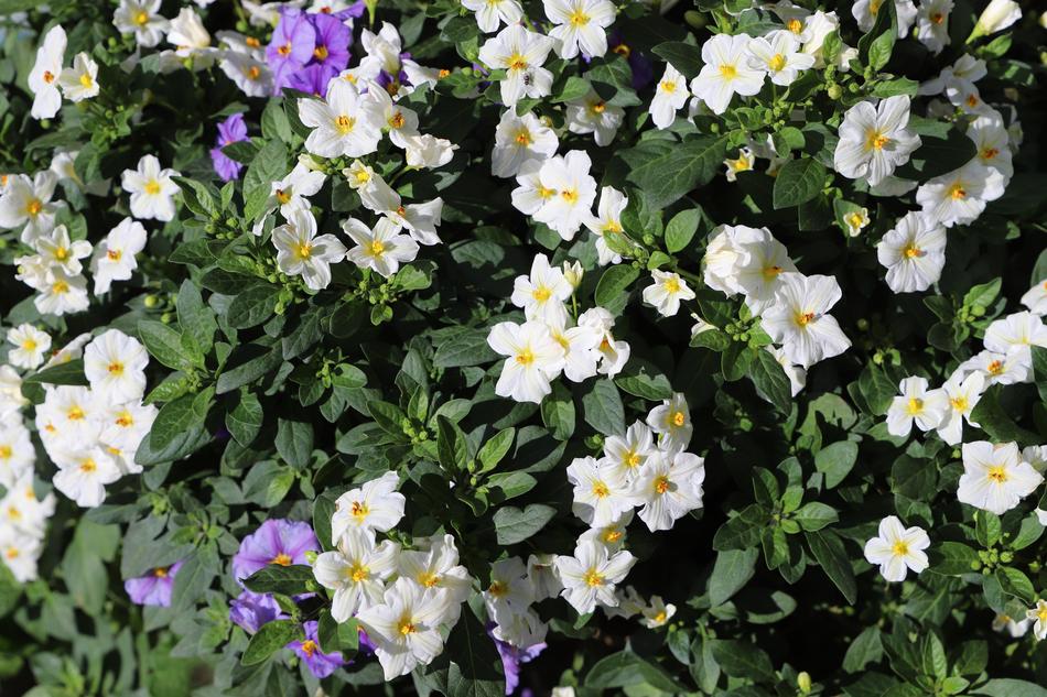 Flower Nature Plant