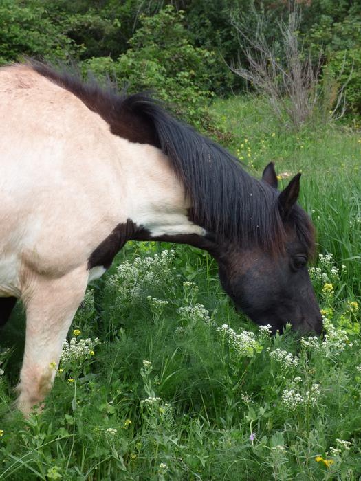 Horse Pacer Feed