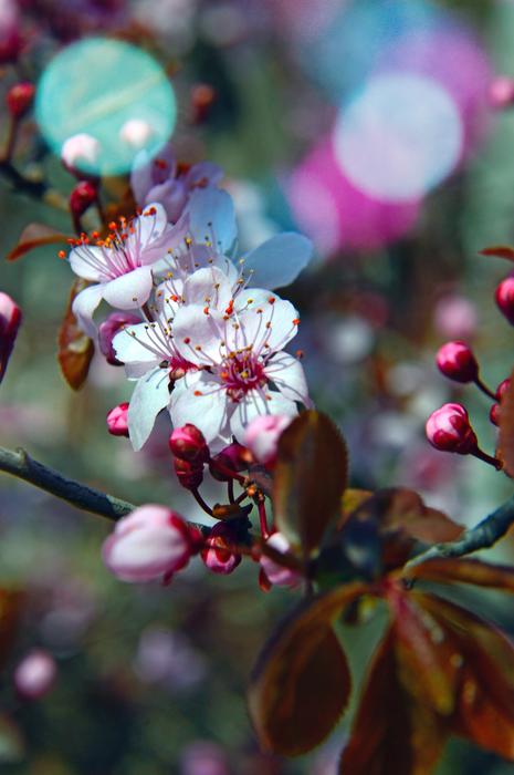 Nature Flower Plant