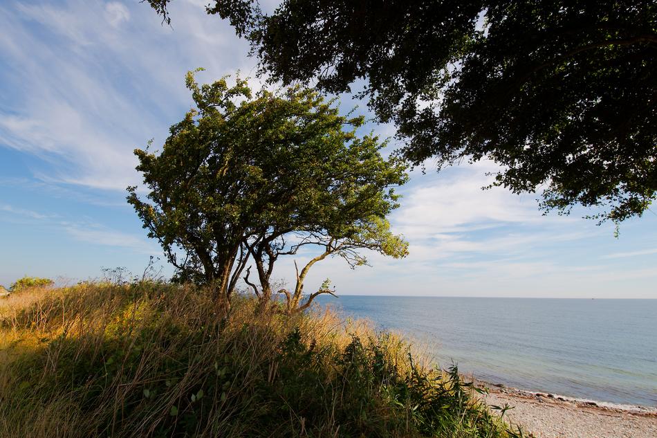 Nature Landscape Tree