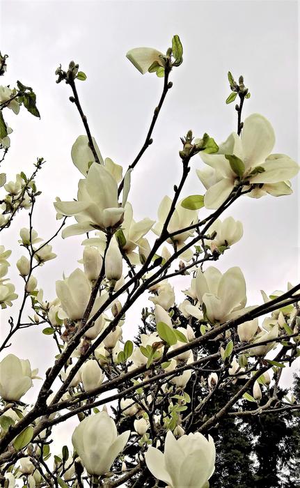 Magnolia Tree Many White