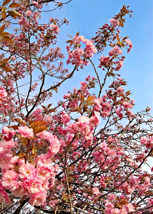 Plant Japanese Cherry Trees