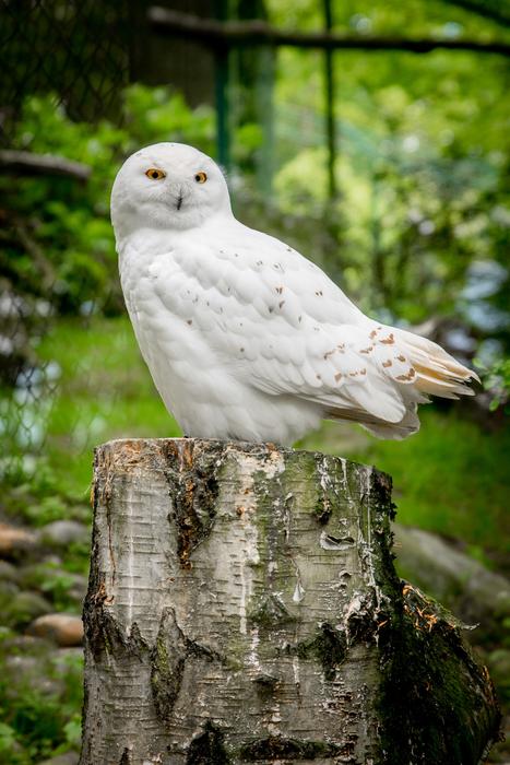 Nature Bird Animal World