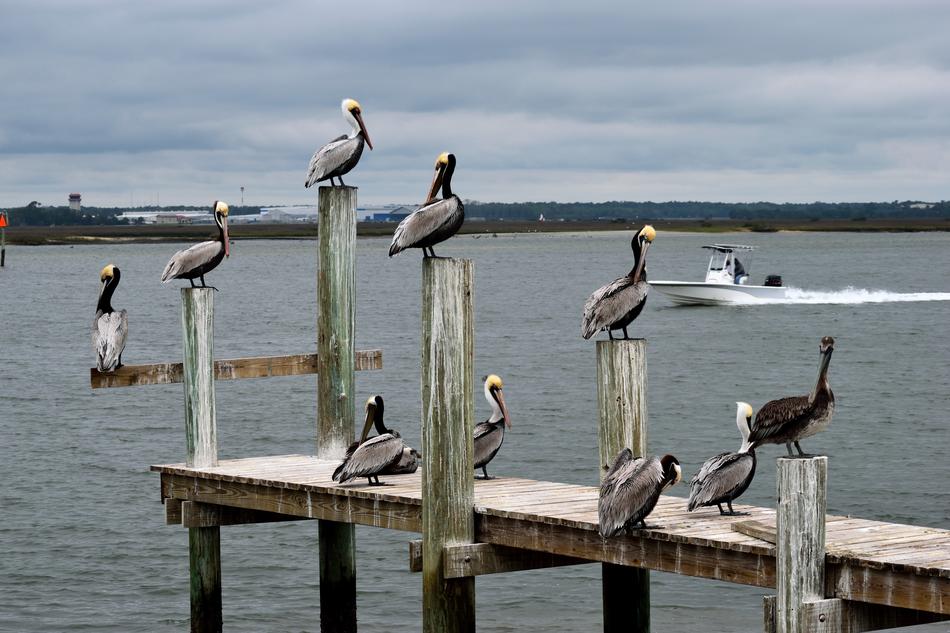 Pelicans Birds Avian