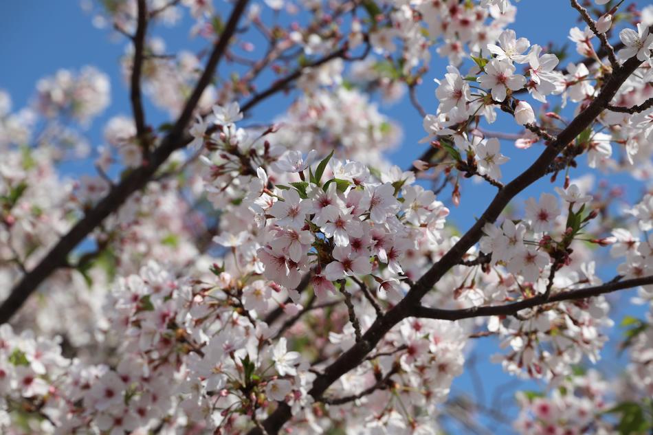 Cherry Tree Flower