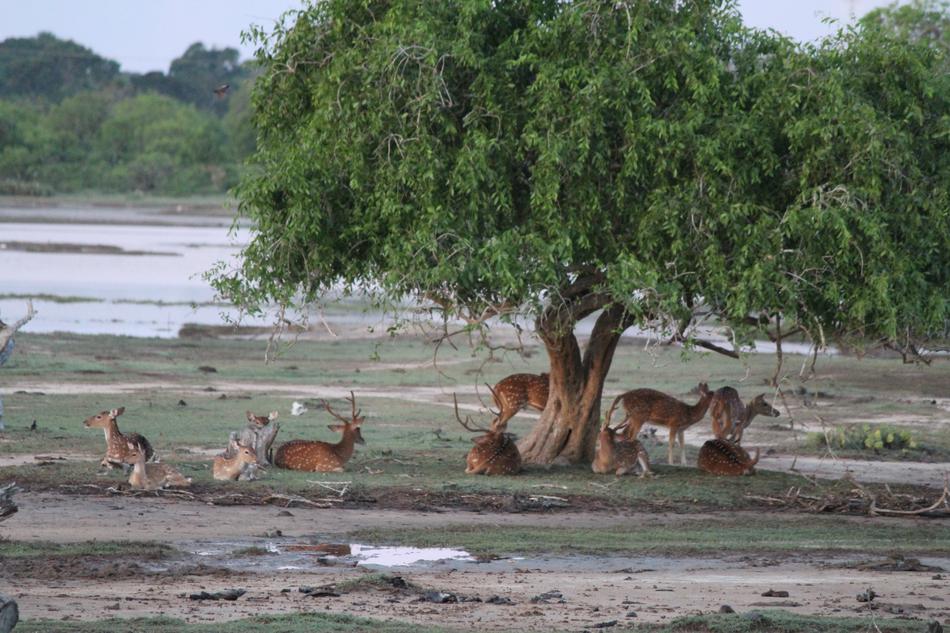 Nature Water Tree