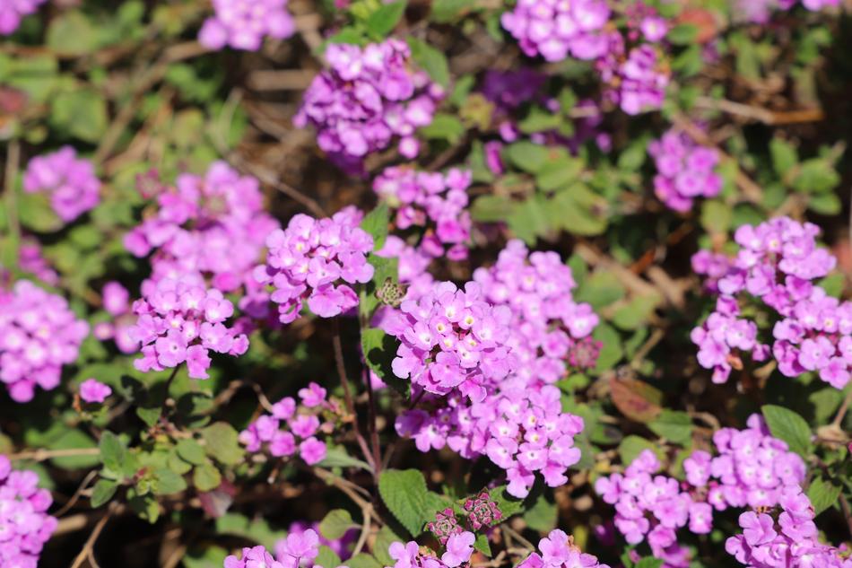 Flower Plant Garden