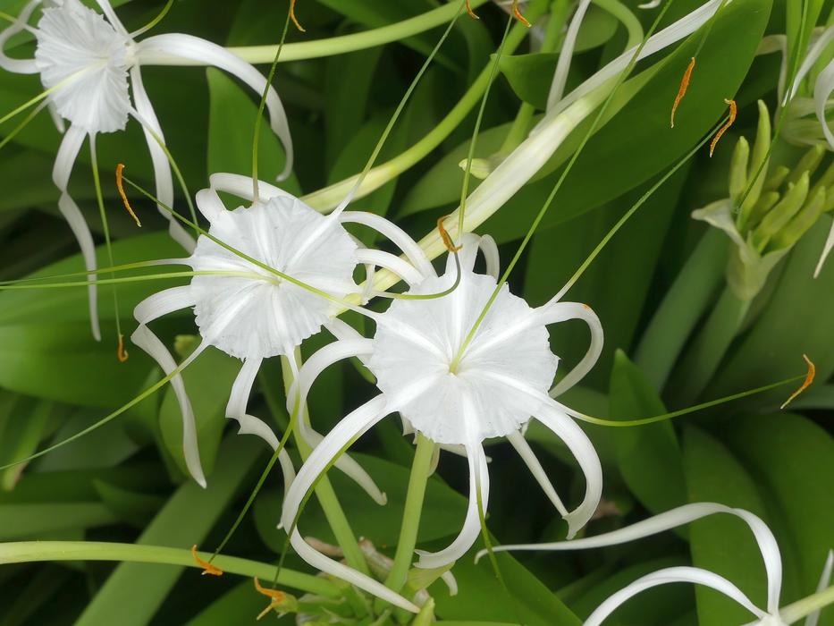 white lily flowers in green foliage