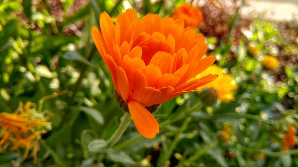 Flower Nature Flora