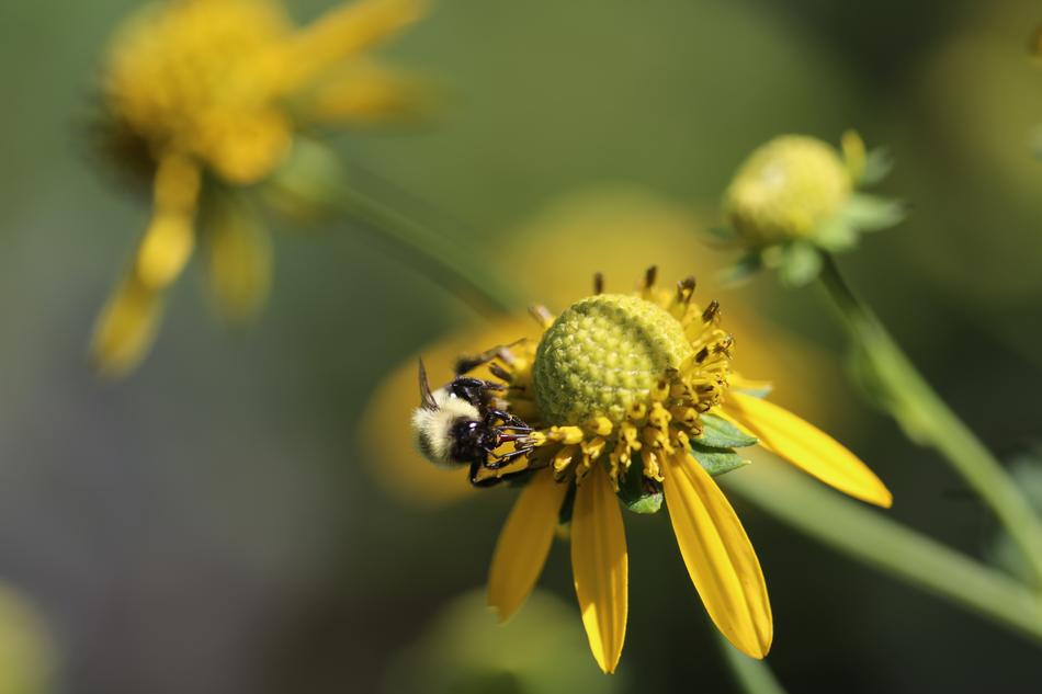 a bee forages for pollen in a yellow flower.