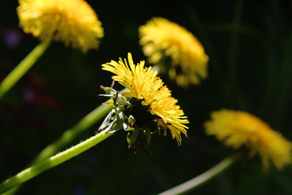 dandelions on a green stem