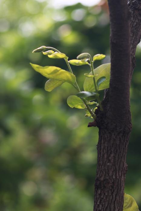 Nature Wood Leaf