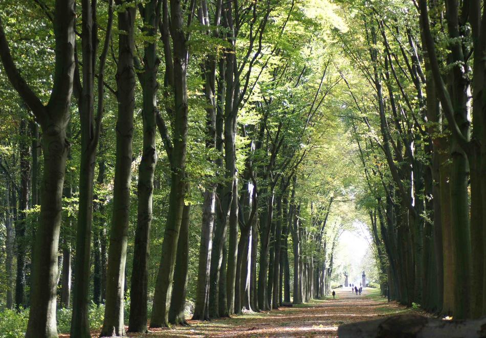 Forest Tunnel Light
