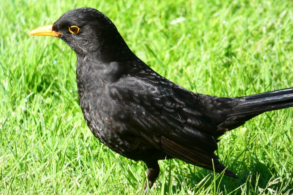Birds Nature Animals