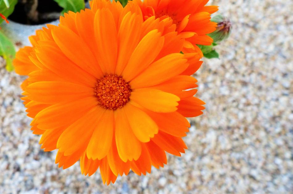 a beautiful fragrant flower on the beach