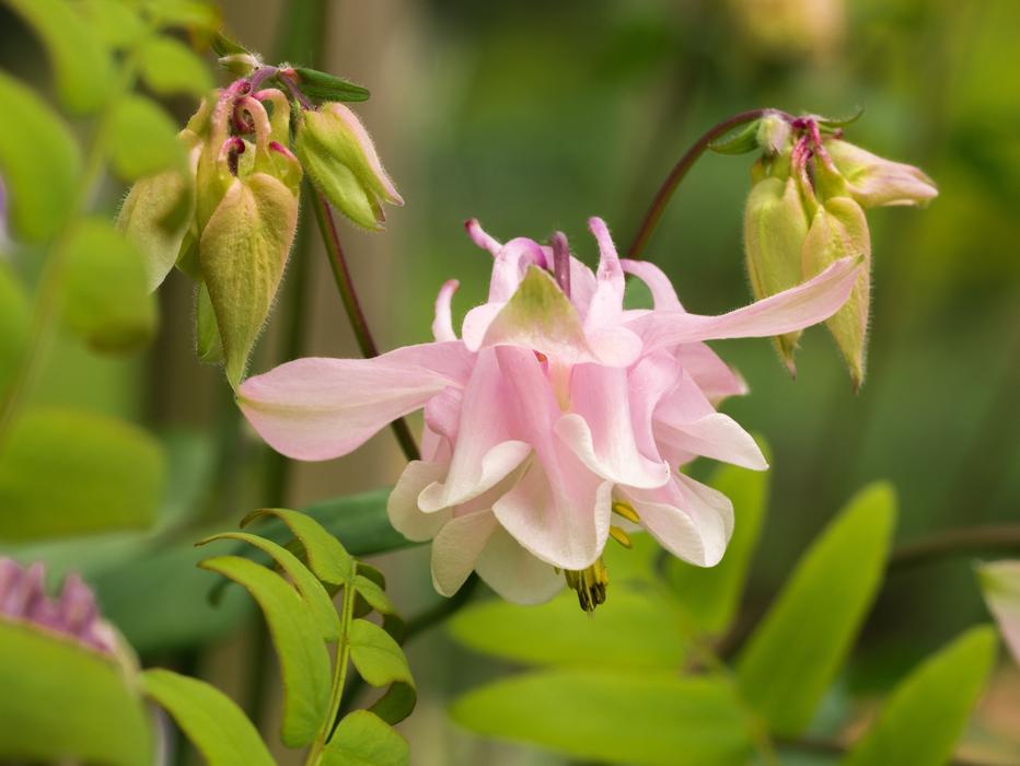 Flower Pink Flowers Close