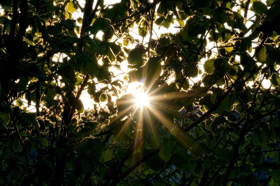 bright sunlight in the foliage